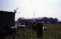 Archivio di Stato di Bergamo, Ispettorato provinciale dellalimentazione, Ispettorato provinciale dellagricoltura, Schedario fotografico dellex Servizio provinciale Foreste e Alimentazione (1961/1983),5.2: Allevamento - capi di bestiame, Gregge di Balduzzi Antonio, 2_5.2-057